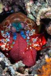 mantis shrimp with eggs by Giancarlo Zambelli 